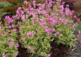 Image result for Silene dioica