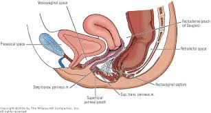 Image result for b%FD%E7ak anatomisi