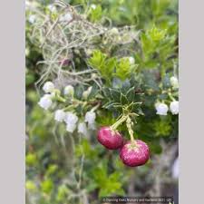 Attēlu rezultāti vaicājumam “Gaultheria cuneata”