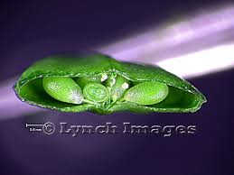 Attēlu rezultāti vaicājumam “Capsella bursa-pastoris fruit”