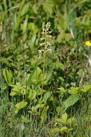 Attēlu rezultāti vaicājumam “Platanthera bifolia flower”
