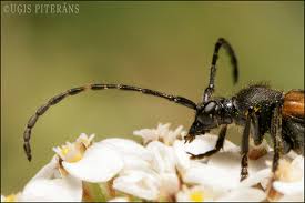 Attēlu rezultāti vaicājumam “Paracorymbia maculicornis”
