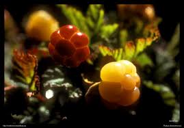 Attēlu rezultāti vaicājumam “Rubus chamaemorus fruit”