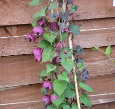 Image result for Rhodochiton atrosanguineum