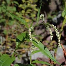 Attēlu rezultāti vaicājumam “Persicaria lapathifolia leaf”