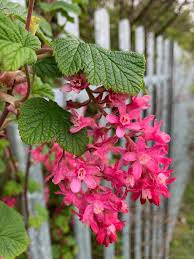 Attēlu rezultāti vaicājumam “Ribes rubrum flower”