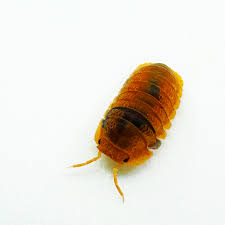 Attēlu rezultāti vaicājumam “Isomira murina”