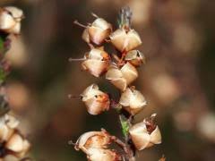 Attēlu rezultāti vaicājumam “Calluna vulgaris fruit”