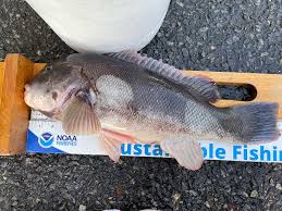 Image result for Tautoga onitis