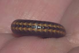 Attēlu rezultāti vaicājumam “Ommatoiulus sabulosus aimatopodus”