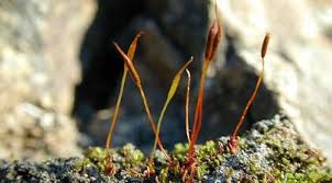 Attēlu rezultāti vaicājumam “Aloina rigida sporophyte”