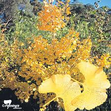 Attēlu rezultāti vaicājumam “Ginkgo biloba male flower”