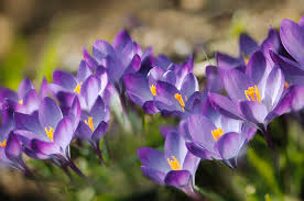 Attēlu rezultāti vaicājumam “Crocus tommasinianus”