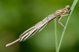 Attēlu rezultāti vaicājumam “Platycnemis pennipes”