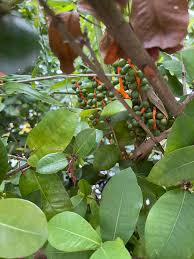 Attēlu rezultāti vaicājumam “Geranium dissectum fruit”