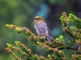 Attēlu rezultāti vaicājumam “Pinicola enucleator”