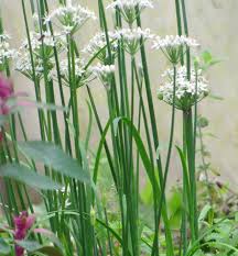 Image result for Schnittknoblauch