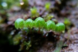 Attēlu rezultāti vaicājumam “Lophocolea minor macro”