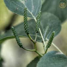 Attēlu rezultāti vaicājumam “Alnus incana fruit”