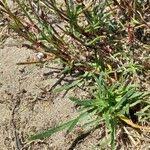 Attēlu rezultāti vaicājumam “Gypsophila fastigiata leaf”