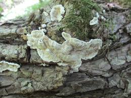 Attēlu rezultāti vaicājumam “Datronia mollis”