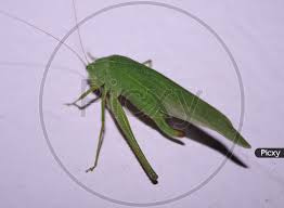 Attēlu rezultāti vaicājumam “Phaneroptera falcata”