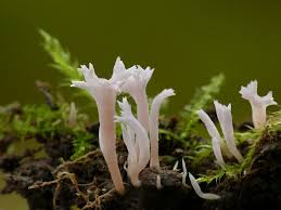 Attēlu rezultāti vaicājumam “Ramariopsis kunzei”