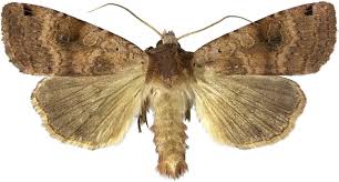 Attēlu rezultāti vaicājumam “Xestia baja”