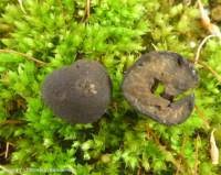 Attēlu rezultāti vaicājumam “Pachyphloeus melanoxanthus”