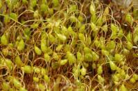 Attēlu rezultāti vaicājumam “Funariales”