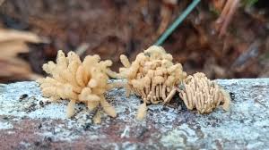 Attēlu rezultāti vaicājumam “Heterotrichia oerstedii (syn. Arcyria oerstedii) spores”