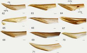 Attēlu rezultāti vaicājumam “Collaria sp.”