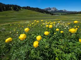 Attēlu rezultāti vaicājumam “Trollius europaeus flower”