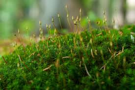 Attēlu rezultāti vaicājumam “Polytrichales”