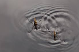 Attēlu rezultāti vaicājumam “Aquarius najas”