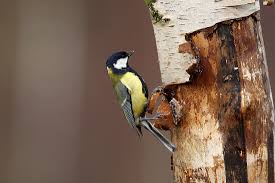 Attēlu rezultāti vaicājumam “Parus major”
