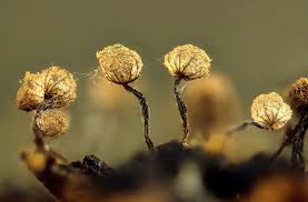 Attēlu rezultāti vaicājumam “Cribraria splendens spores”