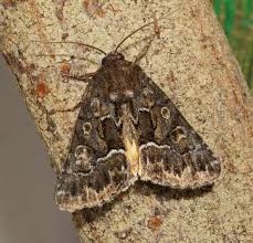 Attēlu rezultāti vaicājumam “Thalpophila matura”