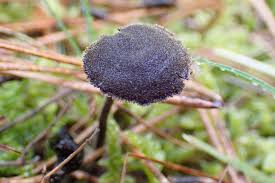 Attēlu rezultāti vaicājumam “Physarum auriscalpium”