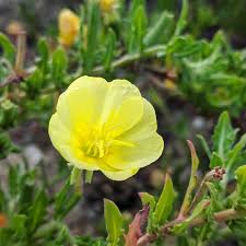 Attēlu rezultāti vaicājumam “Onagraceae”