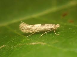 Attēlu rezultāti vaicājumam “Phyllonorycter apparella”