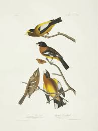 Image result for Hesperiphona vespertina