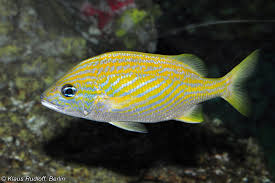 Image result for Haemulon flavolineatum