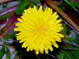 Image result for Agoseris major