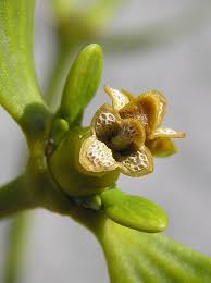 Attēlu rezultāti vaicājumam “Viscum album female flower”