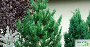 Attēlu rezultāti vaicājumam “Pinus peuce”