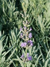 Attēlu rezultāti vaicājumam “Lavandula angustifolia”