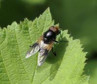 Attēlu rezultāti vaicājumam “Volucella pellucens”