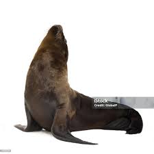 Image result for Zalophus californianus