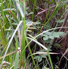 Attēlu rezultāti vaicājumam “Carex pseudocyperus”